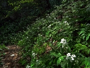 67 Cardamine